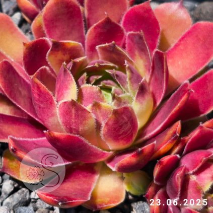 Sempervivum 'Sonnenschein'