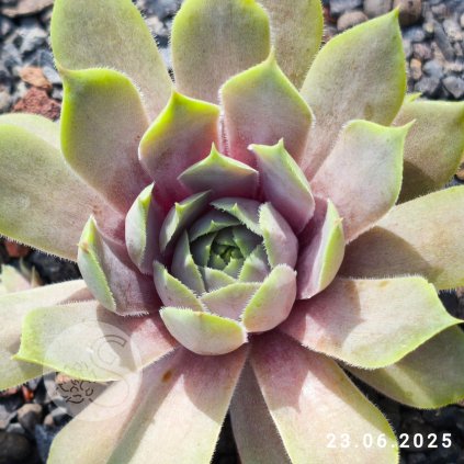 Sempervivum 'Lavenderspross'