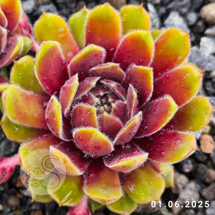 Sempervivum 'Aulis'