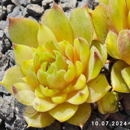 Sempervivum 'Peter Dieckmann'