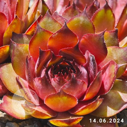 Sempervivum 'Angelique'
