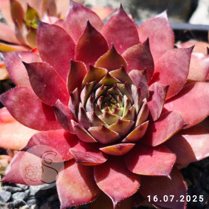 Untitled5 20250716140451