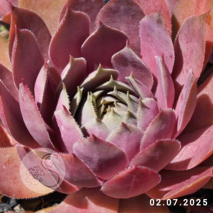 Sempervivum 'Pink Lotus'