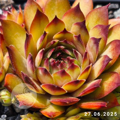 Sempervivum 'Trail Walker'