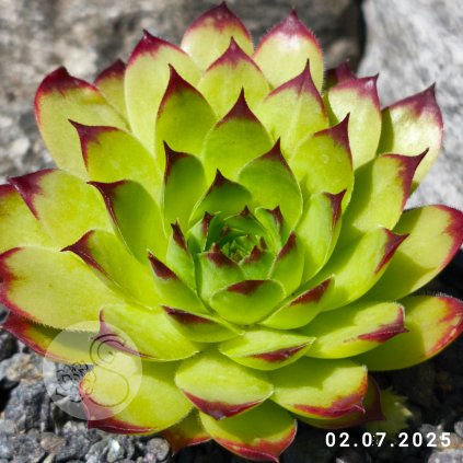 Sempervivum 'Green Giant'