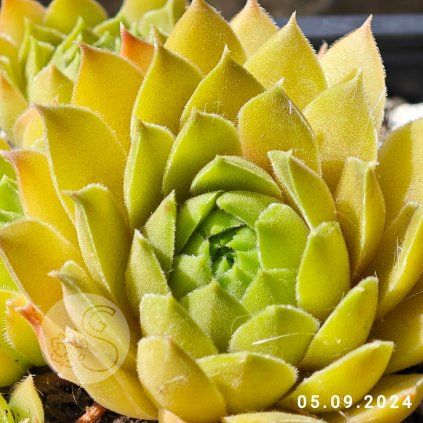 Untitled5 20250703121746