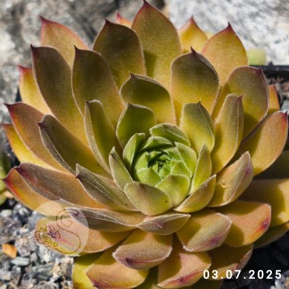 Untitled5 20250703122800