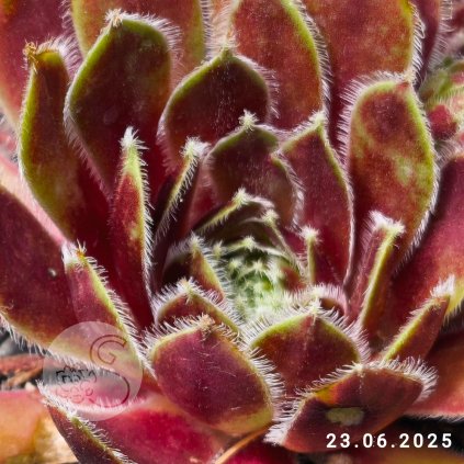 Sempervivum 'Festive Fayre'