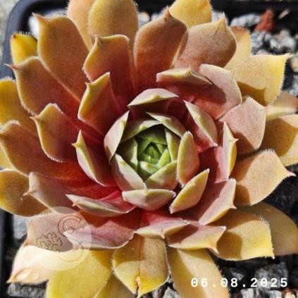 Sempervivum 'Rosé Rosa'