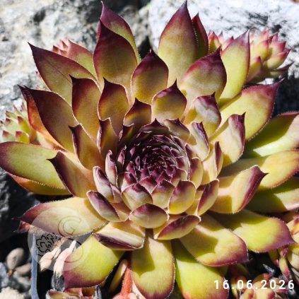 Sempervivum 'Andinn Leyak'
