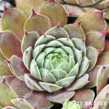 Sempervivum 'Struppi'