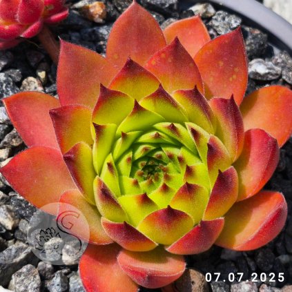 Sempervivum 'One Hundred'