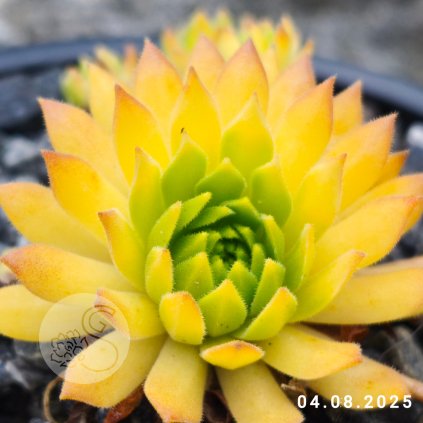 Sempervivum 'Cmiral's Yellow'
