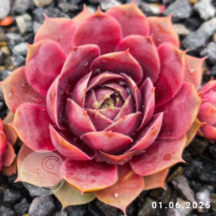 Sempervivum 'Shannon Louise'