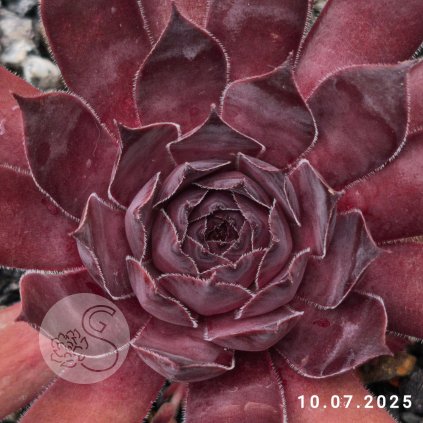 Sempervivum 'Intensity'