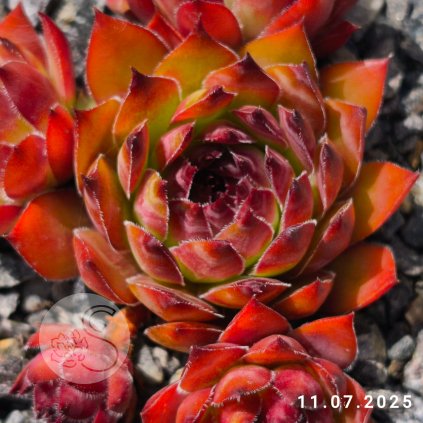 Sempervivum 'Agavoides'