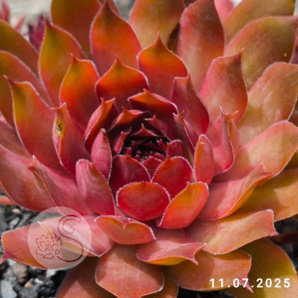 Sempervivum 'Hot Tamale'