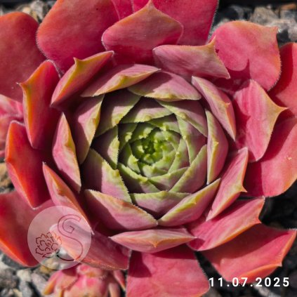 Untitled5 20250713004456