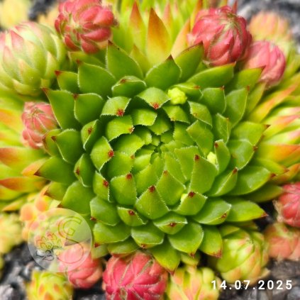 Untitled5 20250714235541