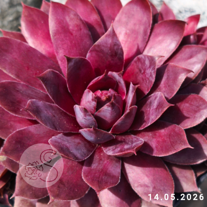 Sempervivum 'Cherry Cherry Lady'