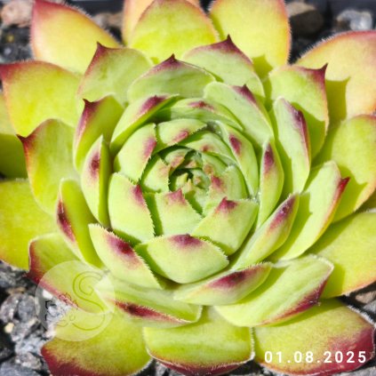 Sempervivum 'Tatters'