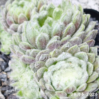 Sempervivum 'Coconut Kiss'