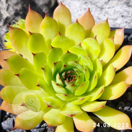 Untitled5 20250824165638