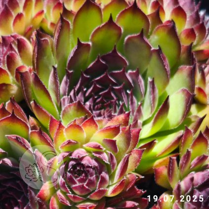Untitled5 20250720150009