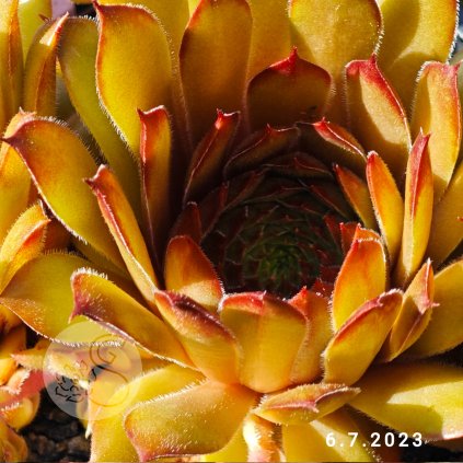 Sempervivum 'Regenbogen'