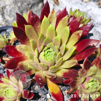 Untitled5 20250720142003