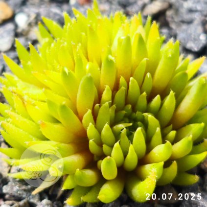 Sempervivum 'Claudis Wuschel'