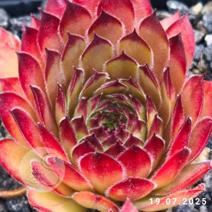 Sempervivum 'Aline'