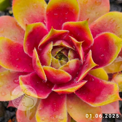 Sempervivum 'Elegance'