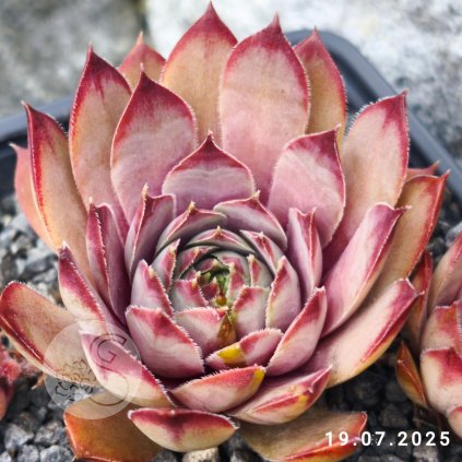 Untitled5 20250722135834