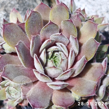 Sempervivum 'Engle's 13-2'
