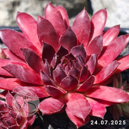 Sempervivum 'Hot Like Fire'