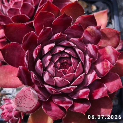 Untitled6 20260715234005
