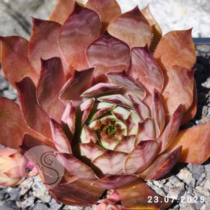 Untitled5 20250724120957