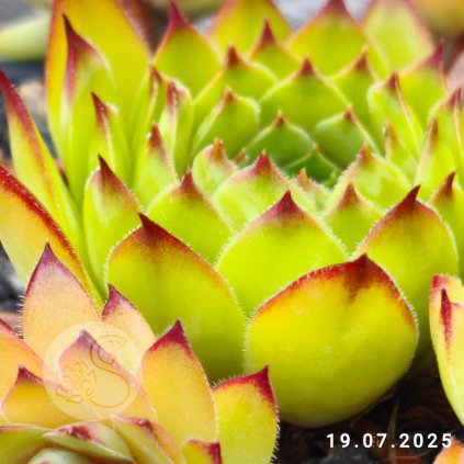 Sempervivum 'Fatboyslim'