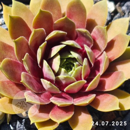 Sempervivum 'Summer Skin'