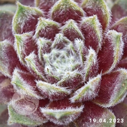 Sempervivum 'Rosa Mädchen'