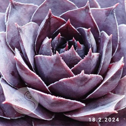 Sempervivum SuperSemps® 'Onyx'