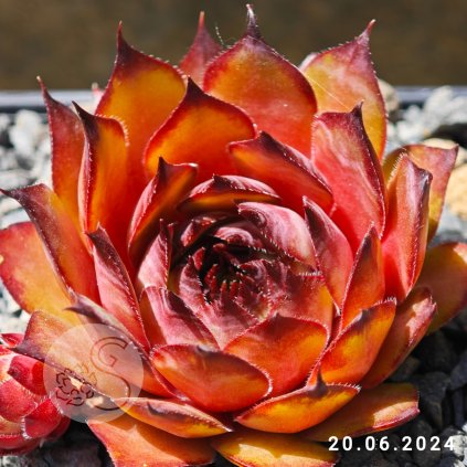 Sempervivum 'Mustang'
