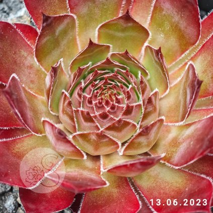 Sempervivum 'Cloud Cap'