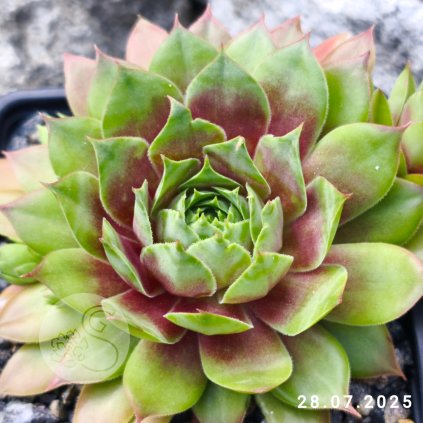 Untitled5 20250728160510