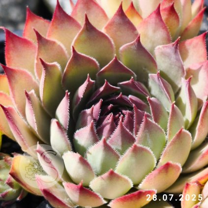 Untitled5 20250728155250