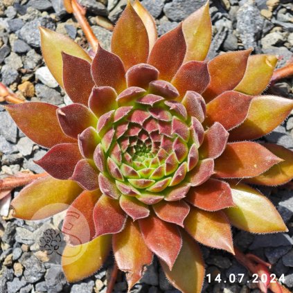 Sempervivum 'Pacific Joyce'