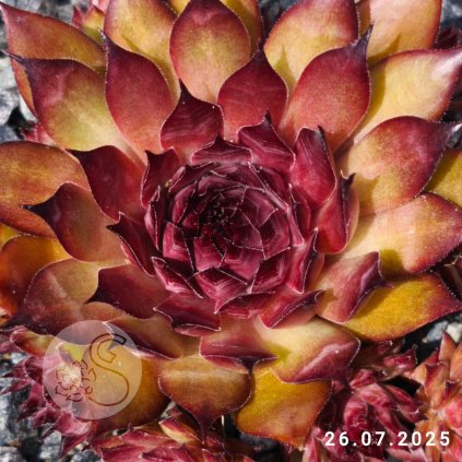 Sempervivum 'Darkona'