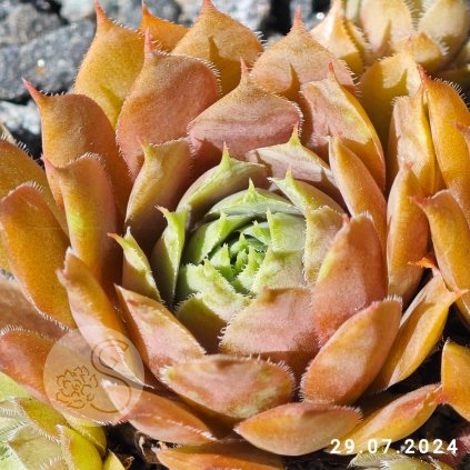 Sempervivum 'Oregon Sky'