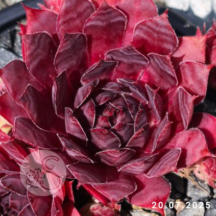 Sempervivum 'Tinner Bell'